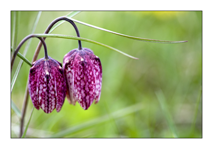 Two Snakeshead fritillaries 1